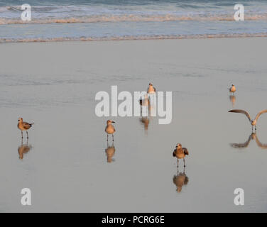 Piccolo gruppo di gabbiani stare sulla spiaggia di fronte alla fotocamera a bassa marea con l'oceano sullo sfondo al tramonto Foto Stock