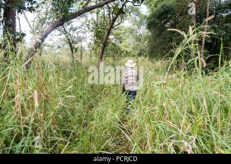 Il sentiero nella giungla per il tempio Khmer di Prasat Neak Buos ad est della città di Sra Em a nord della città Preah Vihear in Northwaest Cambogia. Foto Stock