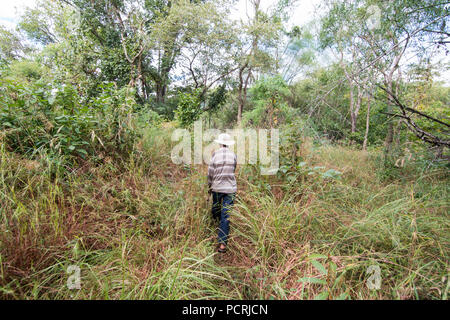 Il sentiero nella giungla per il tempio Khmer di Prasat Neak Buos ad est della città di Sra Em a nord della città Preah Vihear in Northwaest Cambogia. Foto Stock