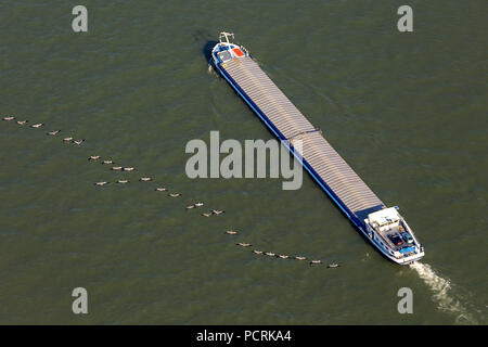 Foto aerea, nave da carico sul fiume Reno con uno stormo di gru durante la migrazione, la navigazione interna, Reno, Duisburg-West, Duisburg, la zona della Ruhr, Renania settentrionale-Vestfalia, Germania, Europa Foto Stock