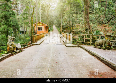 Le scimmie selvatiche nella strada di Zhangjiajie Forest Park. Cina. Foto Stock