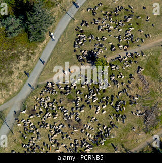 Gregge di pecore, allevamento di ovini, pastore, sheepdog, Hochsauerlandkreis, Sauerland, Hochsauerland, Winterberg, Renania settentrionale-Vestfalia, Germania, Europa Foto Stock