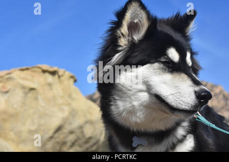 Bella vista laterale di una sezione cucciolo di razza Foto Stock