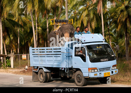 Trasporto di elefante asiatico (Elephas maximus) dal carrello - Ko Samui - Tailandia Foto Stock