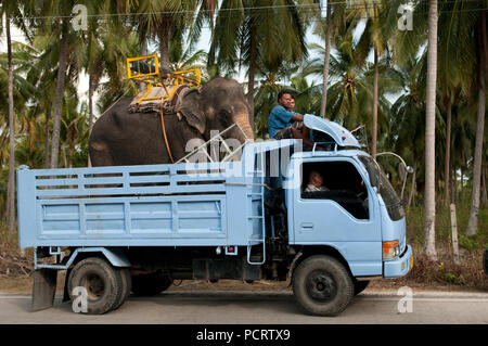 Trasporto di elefante asiatico (Elephas maximus) dal carrello - Ko Samui - Tailandia Foto Stock