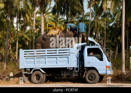 Trasporto di elefante asiatico (Elephas maximus) dal carrello - Ko Samui - Tailandia Foto Stock