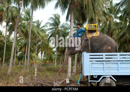 Trasporto di elefante asiatico (Elephas maximus) dal carrello - scarico - Ko Samui - Tailandia Foto Stock