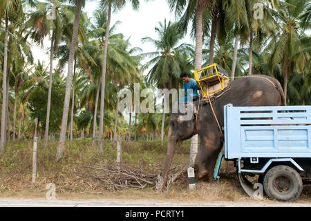 Trasporto di elefante asiatico (Elephas maximus) dal carrello - scarico - Ko Samui - Tailandia Foto Stock