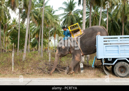 Trasporto di elefante asiatico (Elephas maximus) dal carrello - scarico - Ko Samui - Tailandia Foto Stock