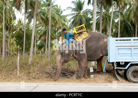 Trasporto di elefante asiatico (Elephas maximus) dal carrello - scarico - Ko Samui - Tailandia Foto Stock