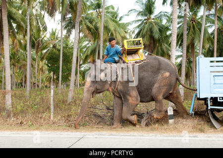 Trasporto di elefante asiatico (Elephas maximus) dal carrello - Fen di scarico - Ko Samui - Tailandia Foto Stock