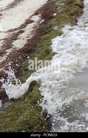 Alghe di mare sulla spiaggia di Cedar Key, Florida, Stati Uniti d'America Foto Stock