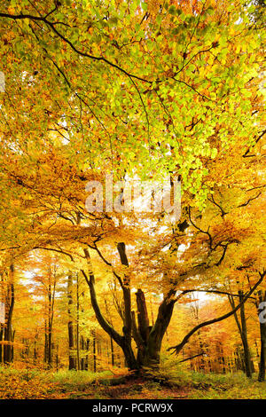 Enorme vecchio moss-coperto faggio nel vicino-foliaceous naturale Bosco in autunno, Spessart nature park, Weibersbrunn, Baviera, Germania, Europa Foto Stock