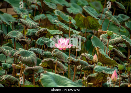 Bocciolo di loto, fiore di loto (Nelumbo nucifera), Pura Taman Saraswati tempio in Ubud, Ubud, Bali, Indonesia, Asia Foto Stock