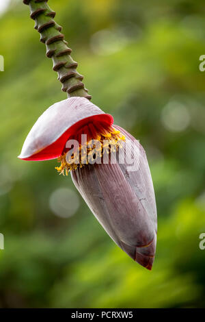 Fiore di una banana (Musa paradisiaca), aperto banana blossom, Viñales, Cuba, Pinar del Río, Cuba, viaggi, isola, Antille Maggiori, Foto Stock