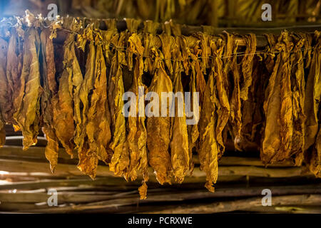 Foglie di tabacco in essiccazione in un granaio di tabacco, tabacco farm in Vinales Valley, Viñales, Cuba, Pinar del Río, Cuba Foto Stock