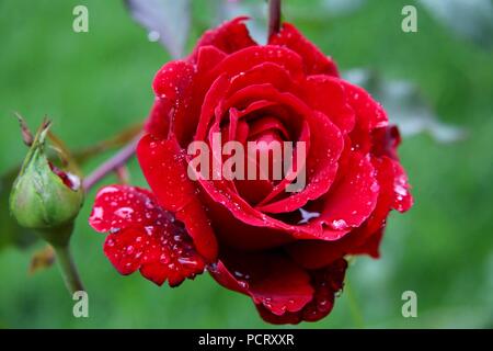 Red Rose e rosebuds dopo una tempesta di pioggia coperto in gocce di pioggia Foto Stock