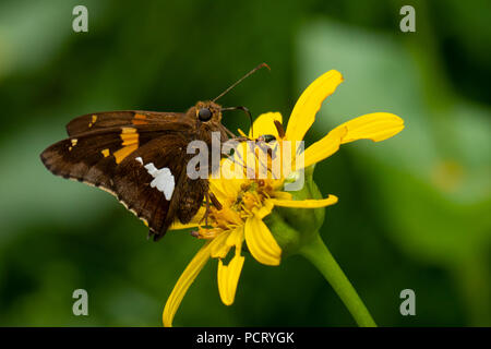 Farfalla dello skipper macchiato d'argento che si nutrono di fiori selvatici - Epargyreus clarus Foto Stock