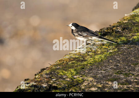 Pied Wagtail bird sul bordo di una parete del molo Foto Stock