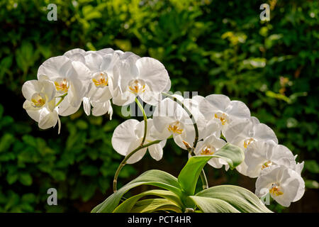 Orchidea bianca a volte chiamata orchidea 'Moth'. Phalaenopsis ibrido. Foto Stock