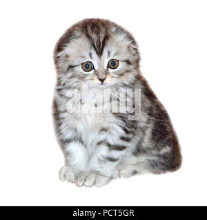 Ritratto di piccolo gattino di Highland Fold o o Scottish Fold longhaired e lembo-eared razza con pelo colorato in marmo nero su argento, vicino, Foto Stock