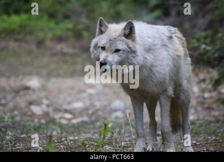 Lupo grigio. Golden, British Columbia, Canada Foto Stock