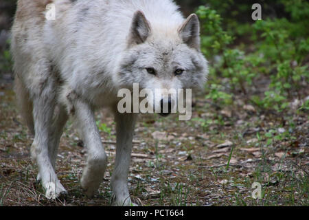 Lupo grigio. Golden, British Columbia, Canada Foto Stock