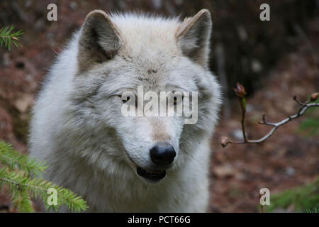 Lupo grigio. Golden, British Columbia, Canada Foto Stock