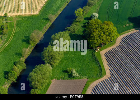 Gli asparagi messe a Datteln, harvest aiutanti, asparagi righe, asparagi dighe, il coperchio in plastica, raccolto, strutture di riga, righe, Datteln Foto Stock