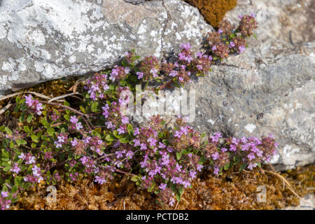 Il timo serpillo (Thymus Polytricus) crescente da una roccia calcarea nel Yorkshire Dales Foto Stock