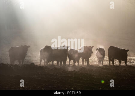 La cottura a vapore Galloway bovini, allevamento di mattina nebbia a Sunshine, in Germania, in Baviera, Algovia Foto Stock