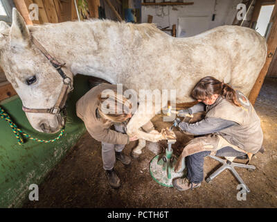 Shagya Arabian Horse con fabbro e assistente durante la cura dello zoccolo nella stalla, in Germania, in Baviera Foto Stock