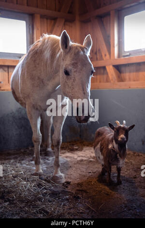 Shagya Arabian Horse e nana africana capra nella stalla, in Germania, in Baviera Foto Stock