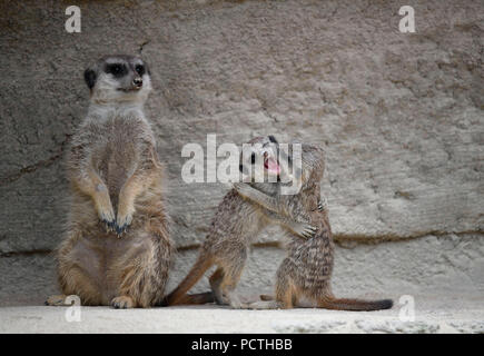 Meerkat, Suricata suricatta, cuccioli, 6 settimane di età, giocare a lungo per adulti, captive Foto Stock