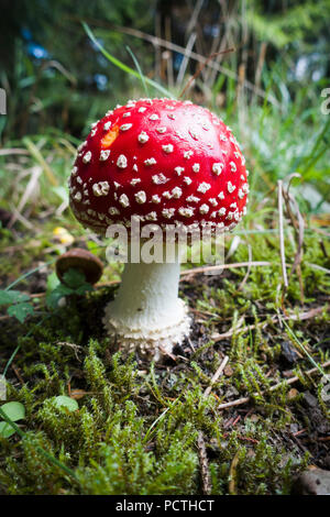 Fly agaric nel Parco Naturale della Foresta di Arnsberg, Hochsauerland, Sauerland, Nord Reno-Westfalia, Germania Foto Stock