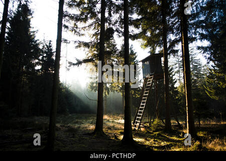 Nascondi sollevata nel Parco Naturale della Foresta di Arnsberg in autunno, Hochsauerland, Sauerland, Nord Reno-Westfalia, Germania Foto Stock