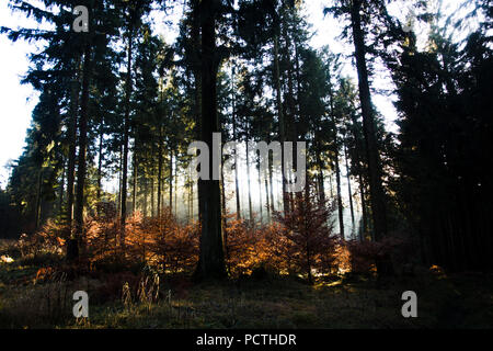 Bosco misto nel Parco Naturale della Foresta di Arnsberg in autunno, Hochsauerland, Sauerland, Nord Reno-Westfalia, Germania Foto Stock