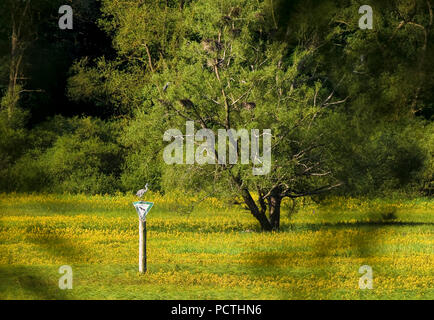 Germania, Hesse, Vöhl, la natura e il parco nazionale di Kellerwald-Edersee, fioritura Lysimachia nel sedge lamelle del 'Ederfelder' a Herzhausen, Willow Tree, primordiale sentiero forestale, la protezione della natura segno, airone cenerino, Foto Stock