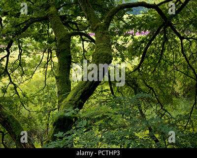 Germania, Hesse, Vöhl, la natura e il parco nazionale di Kellerwald-Edersee, Mossy Oak nella parte anteriore della fioritura viola loosestrife nel 'Ederfeldern' vicino Herzhausen, primordiale sentiero forestale Foto Stock