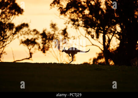 Orientale Canguro grigio (Macropus giganteus), prato, vista laterale, salti, corsa, Victoria, Australia, Oceania Foto Stock