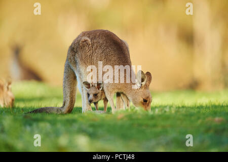 Orientale Canguro grigio (Macropus giganteus), prati, in piedi, Victoria, Australia, Oceania Foto Stock