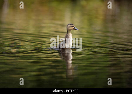 Carino piccolo anatroccolo sbattimenti molto piccole ali Foto Stock