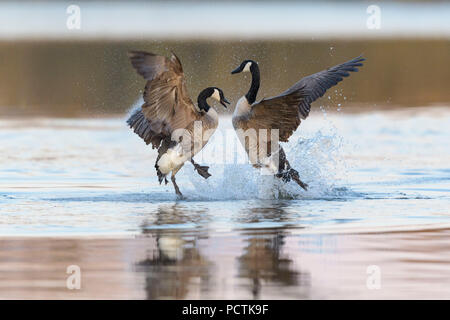 Canada Goose, Branta canadensis, due oche lotta Foto Stock