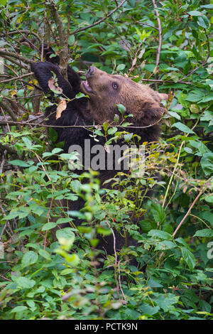 Unione di orso bruno Ursus arctos, Cub nel sottobosco, Baviera, Germania Foto Stock