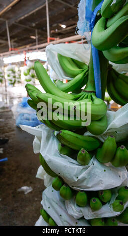 Banana grappoli di imballaggio Foto Stock