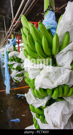 Banana grappoli di imballaggio Foto Stock