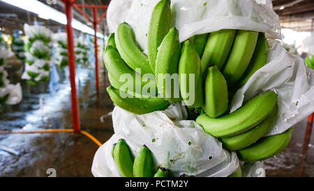 Banana grappoli di imballaggio Foto Stock