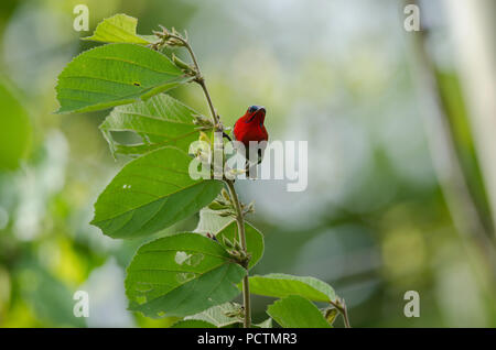 Crimson Sunbird (Aethopyga siparaja) catture sul ramo in natura Foto Stock