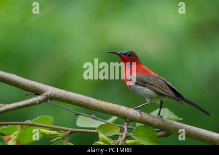 Crimson Sunbird (Aethopyga siparaja) catture sul ramo in natura Foto Stock