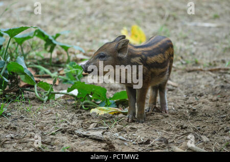 Giovani maiale selvatico o giovani wild board piglet (Sus scrofa) Foto Stock